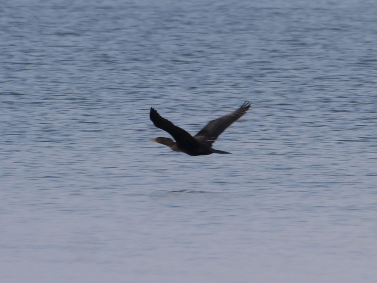 Double-crested Cormorant - ML643423237