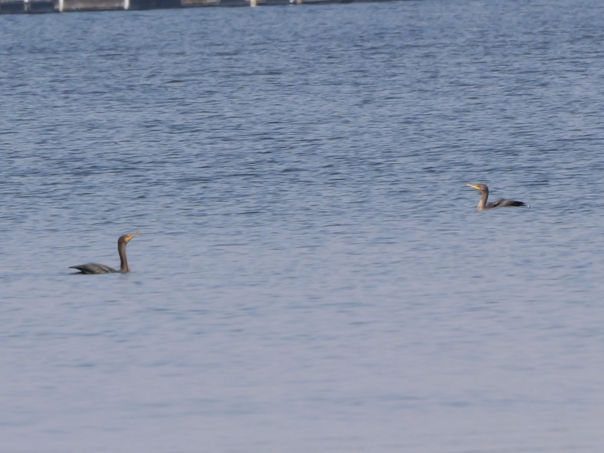 Double-crested Cormorant - ML643423239