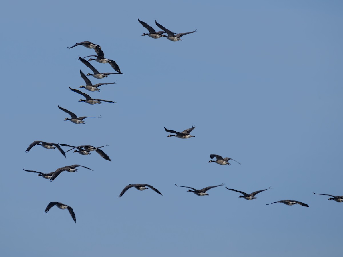 Canada Goose - ML643423243