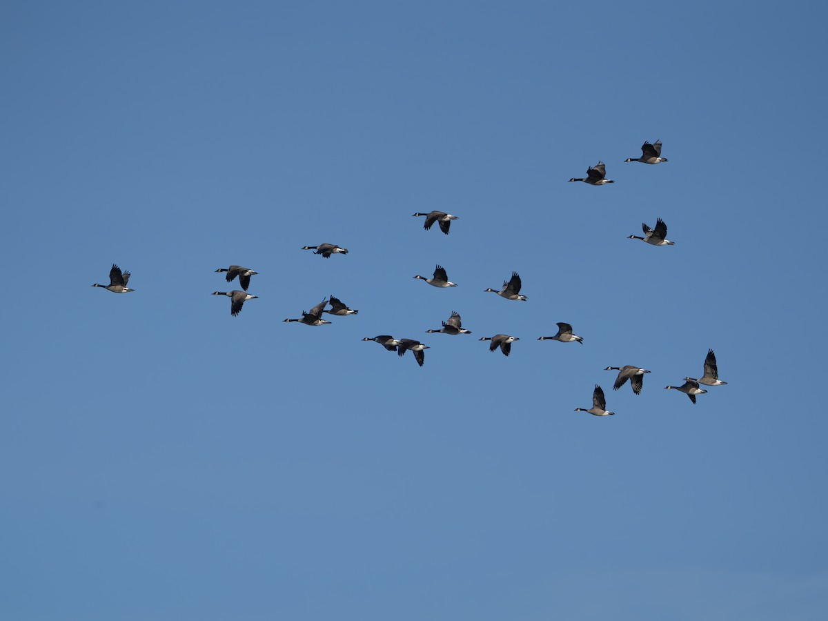 Canada Goose - ML643423244