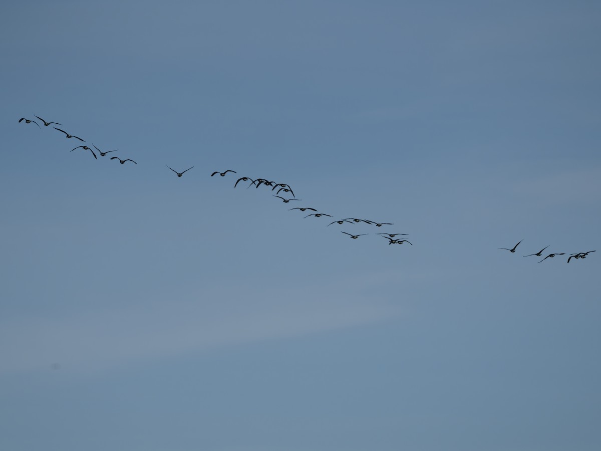 Canada Goose - ML643423245