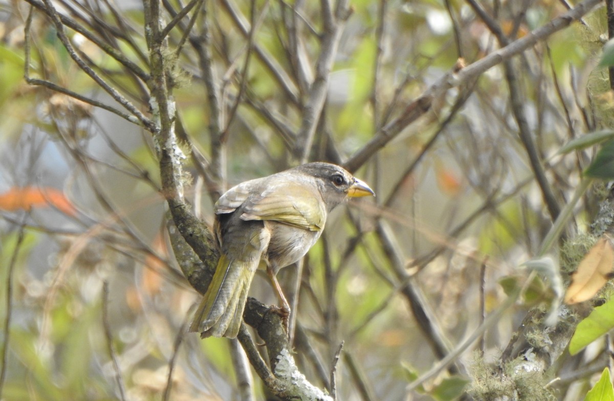 serraspurv - ML643423280