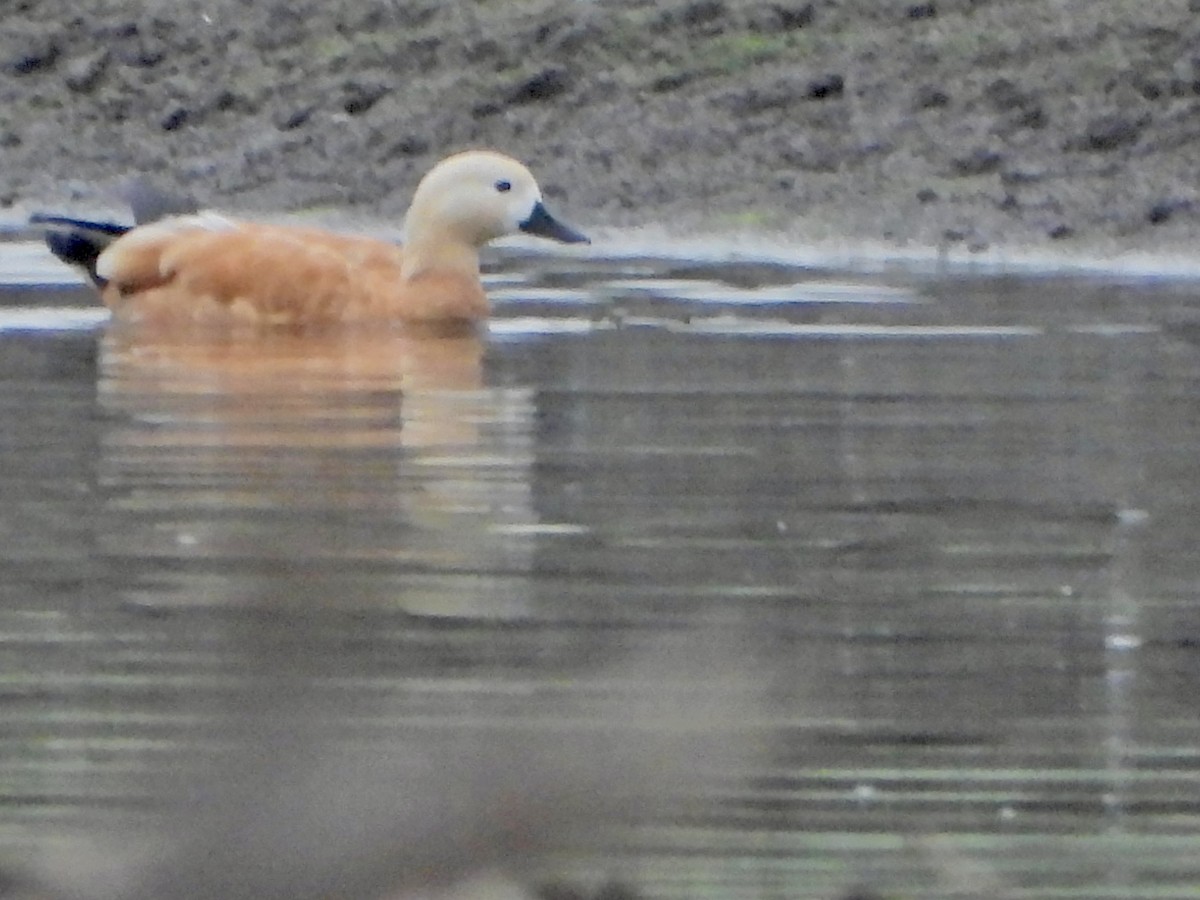 Ruddy Shelduck - ML643423284