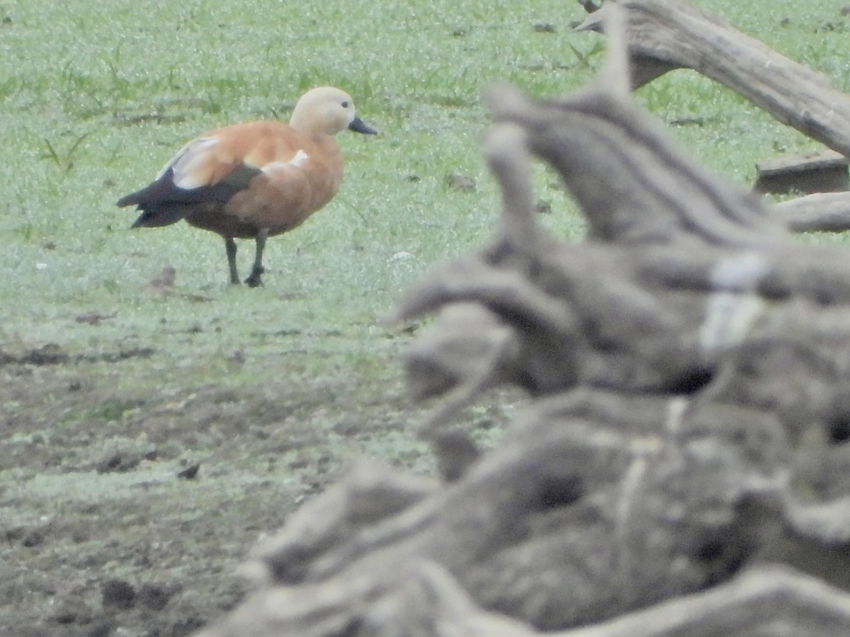 Ruddy Shelduck - ML643423285