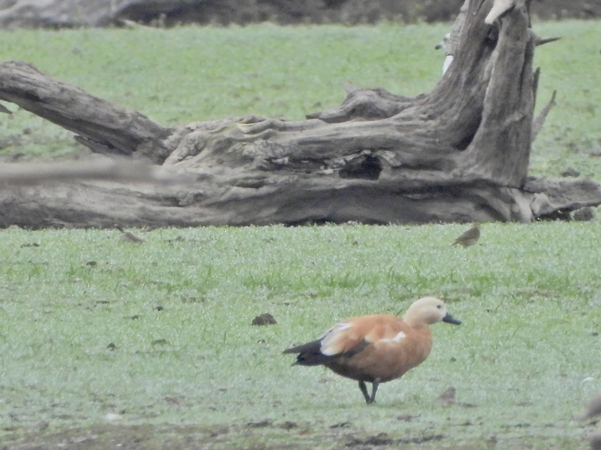 Ruddy Shelduck - ML643423286