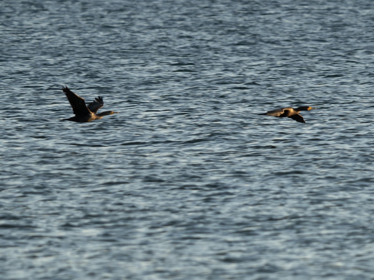 Double-crested Cormorant - ML643423287