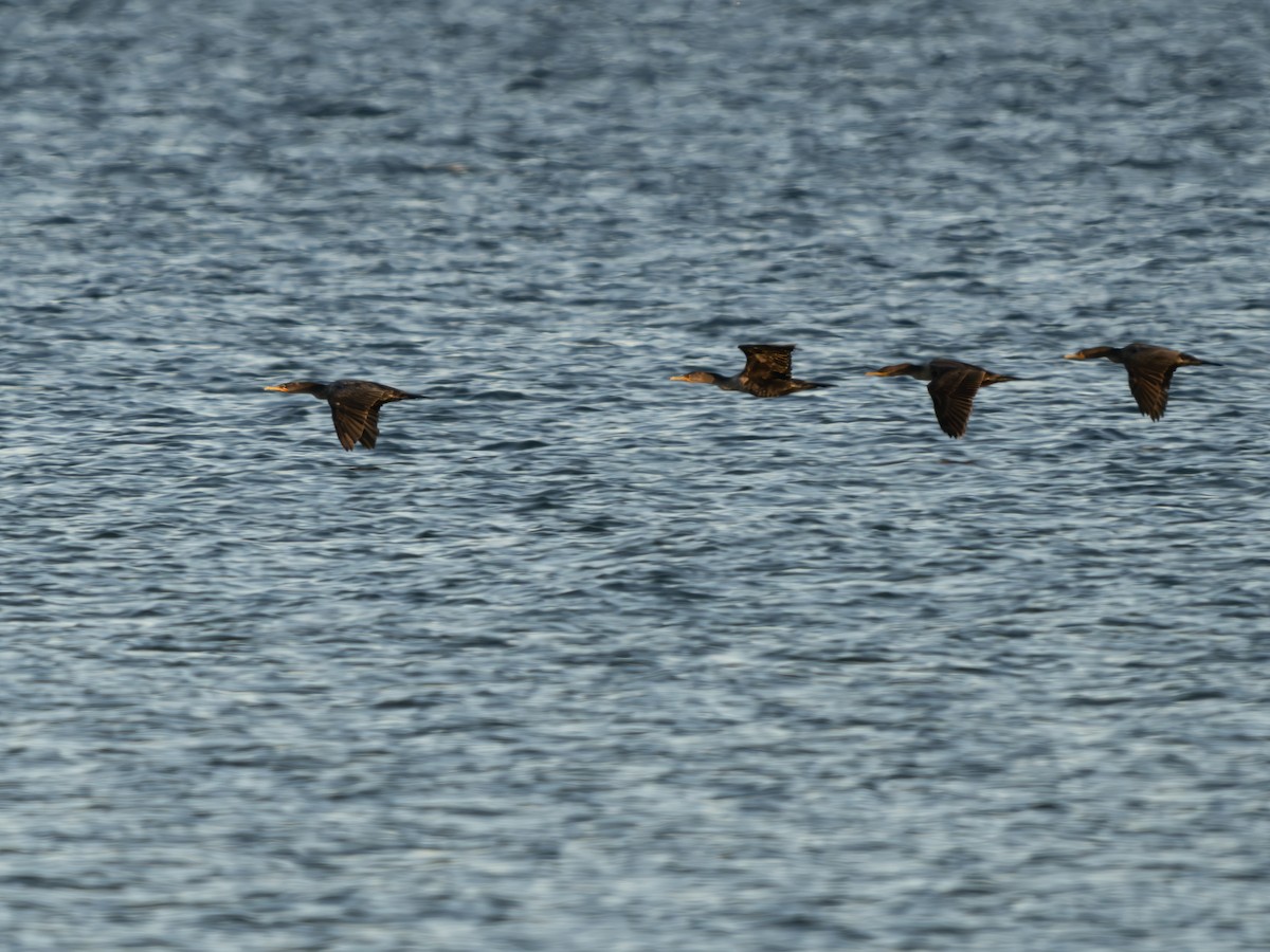 Double-crested Cormorant - ML643423288