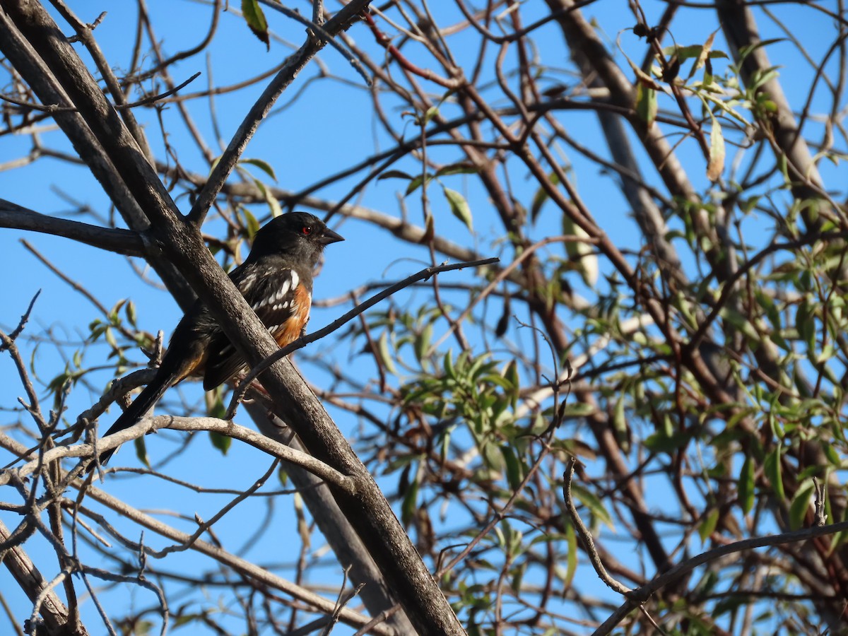 Spotted Towhee - ML643423297