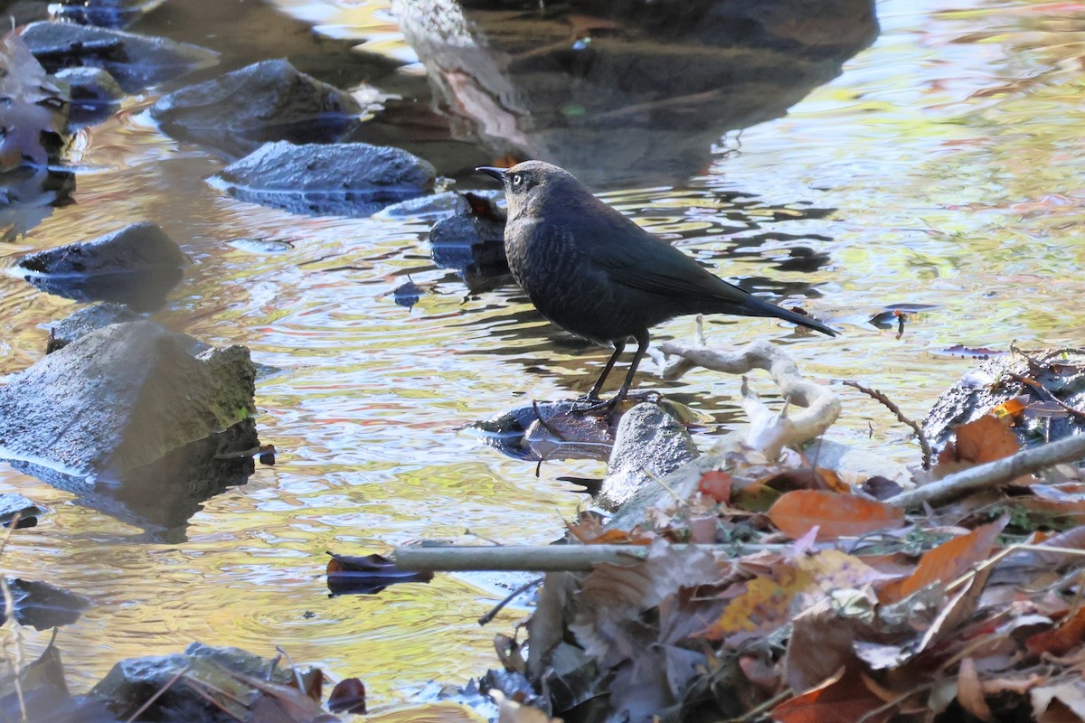 Rusty Blackbird - ML643423298