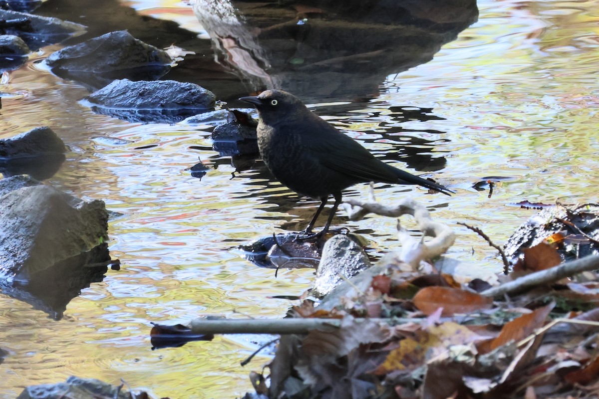 Rusty Blackbird - ML643423299