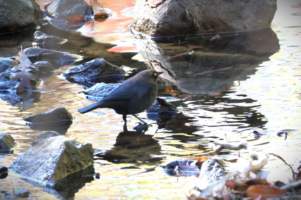 Rusty Blackbird - ML643423300