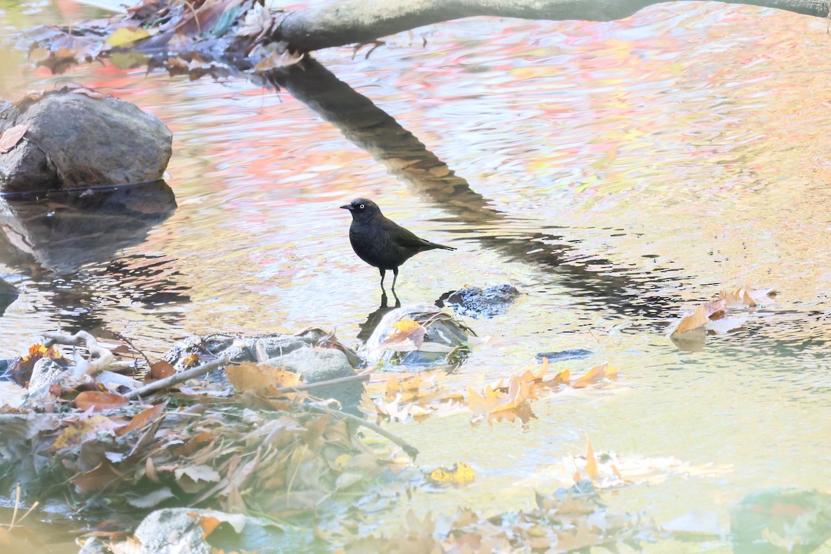 Rusty Blackbird - ML643423301