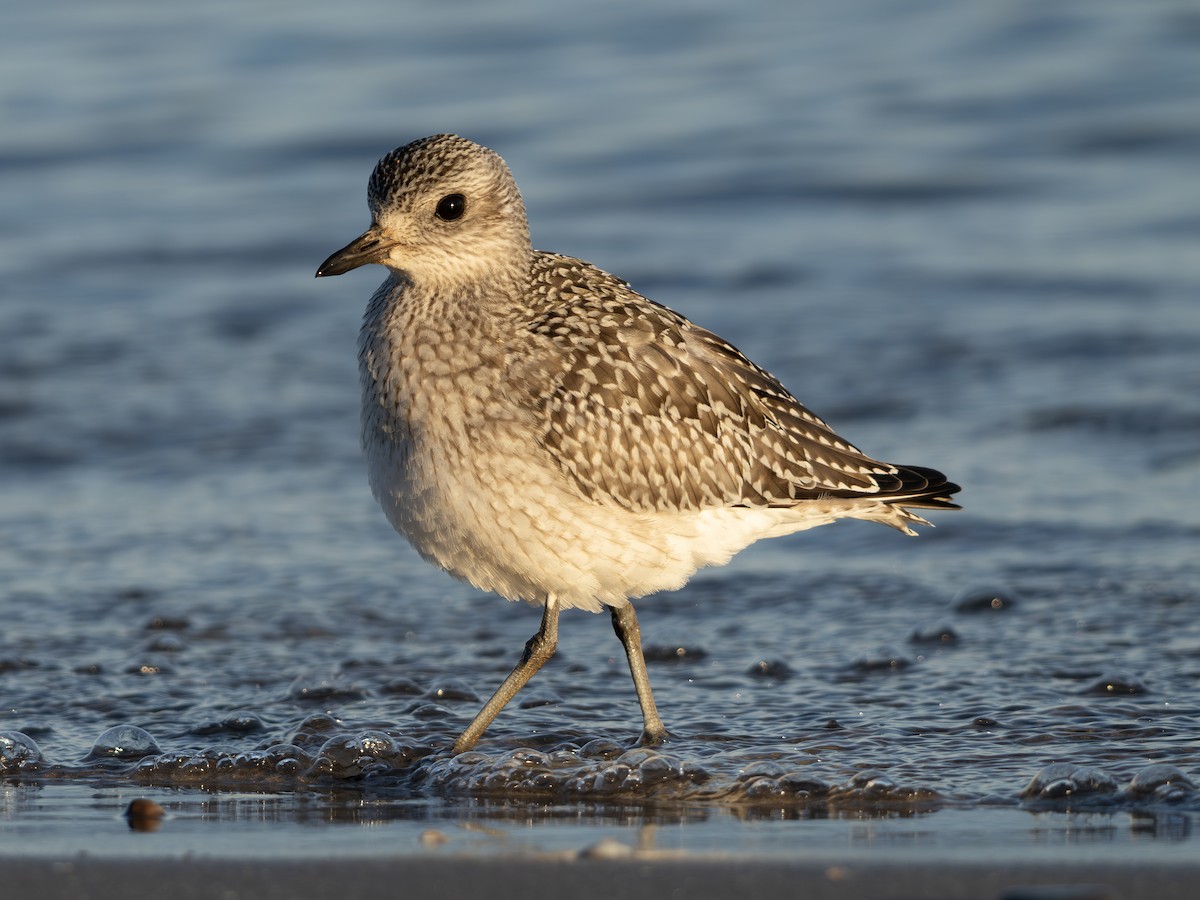 Black-bellied Plover - ML643423308