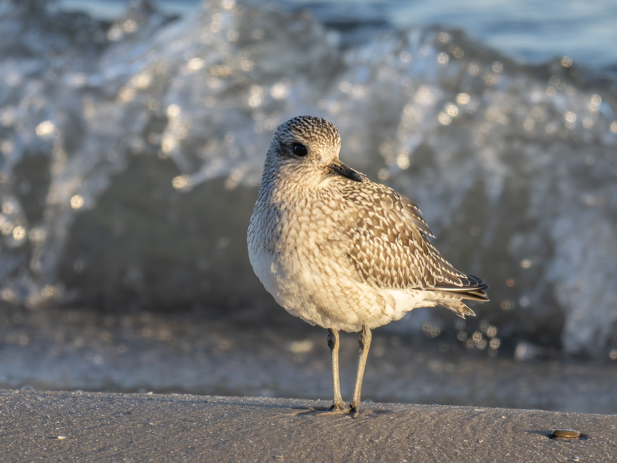 Black-bellied Plover - ML643423309
