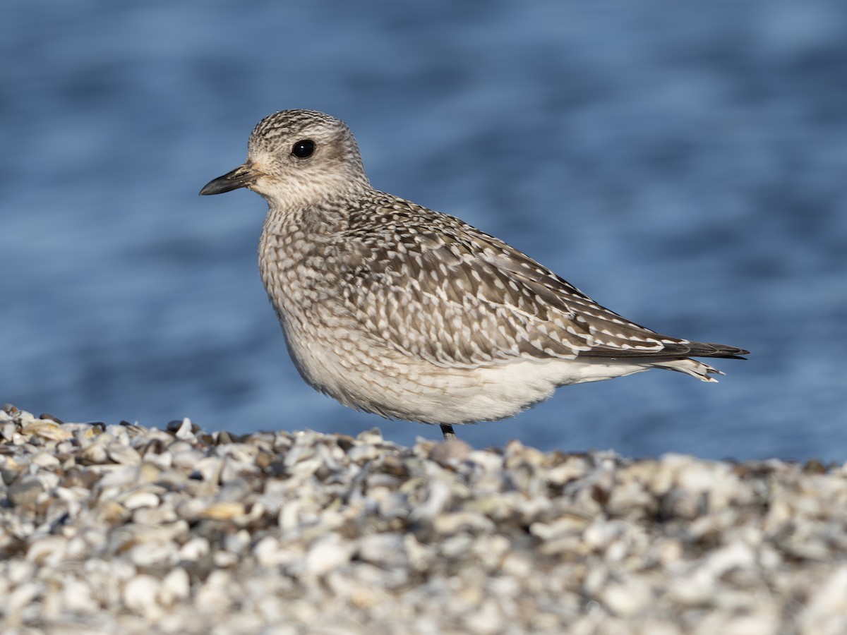 Black-bellied Plover - ML643423310