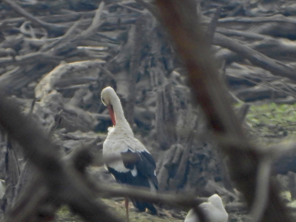 White Stork - ML643423312