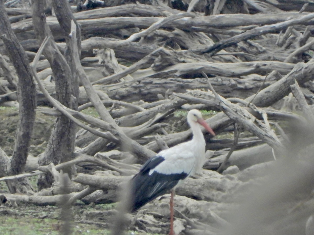 White Stork - ML643423313