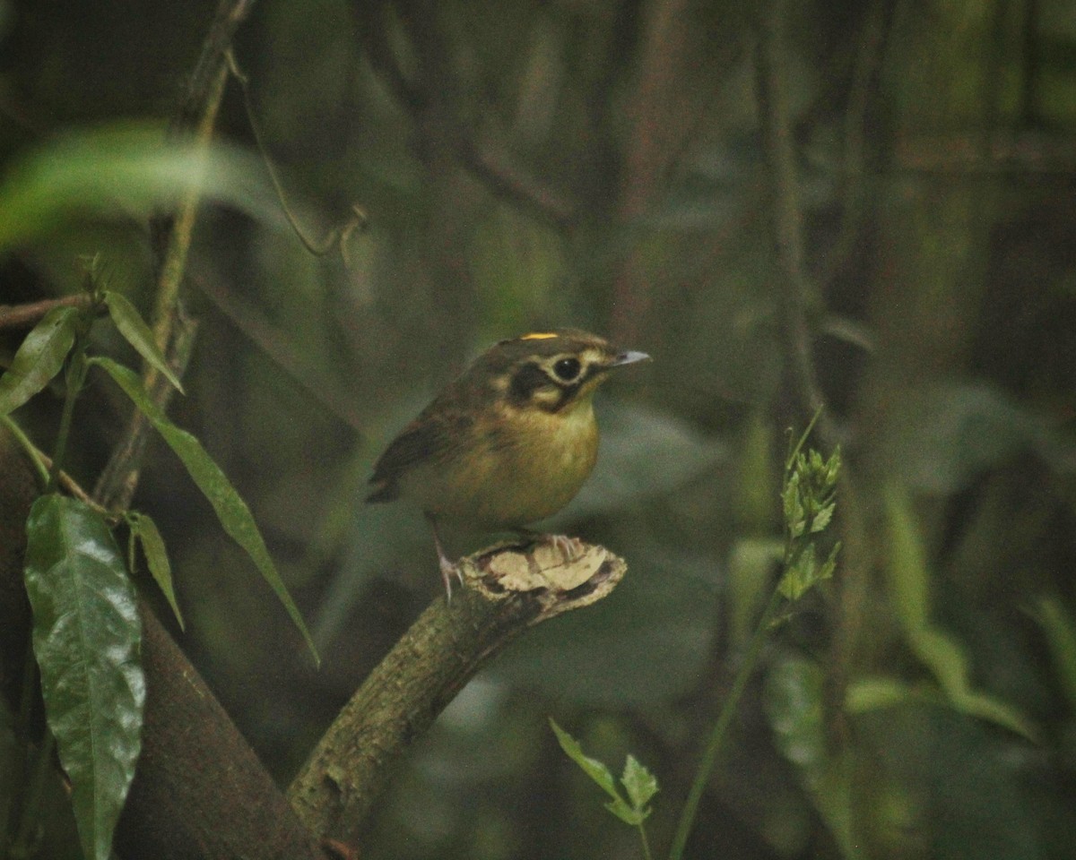 Gelbscheitel-Spatelschnabeltyrann [mystaceus-Gruppe] - ML643423314