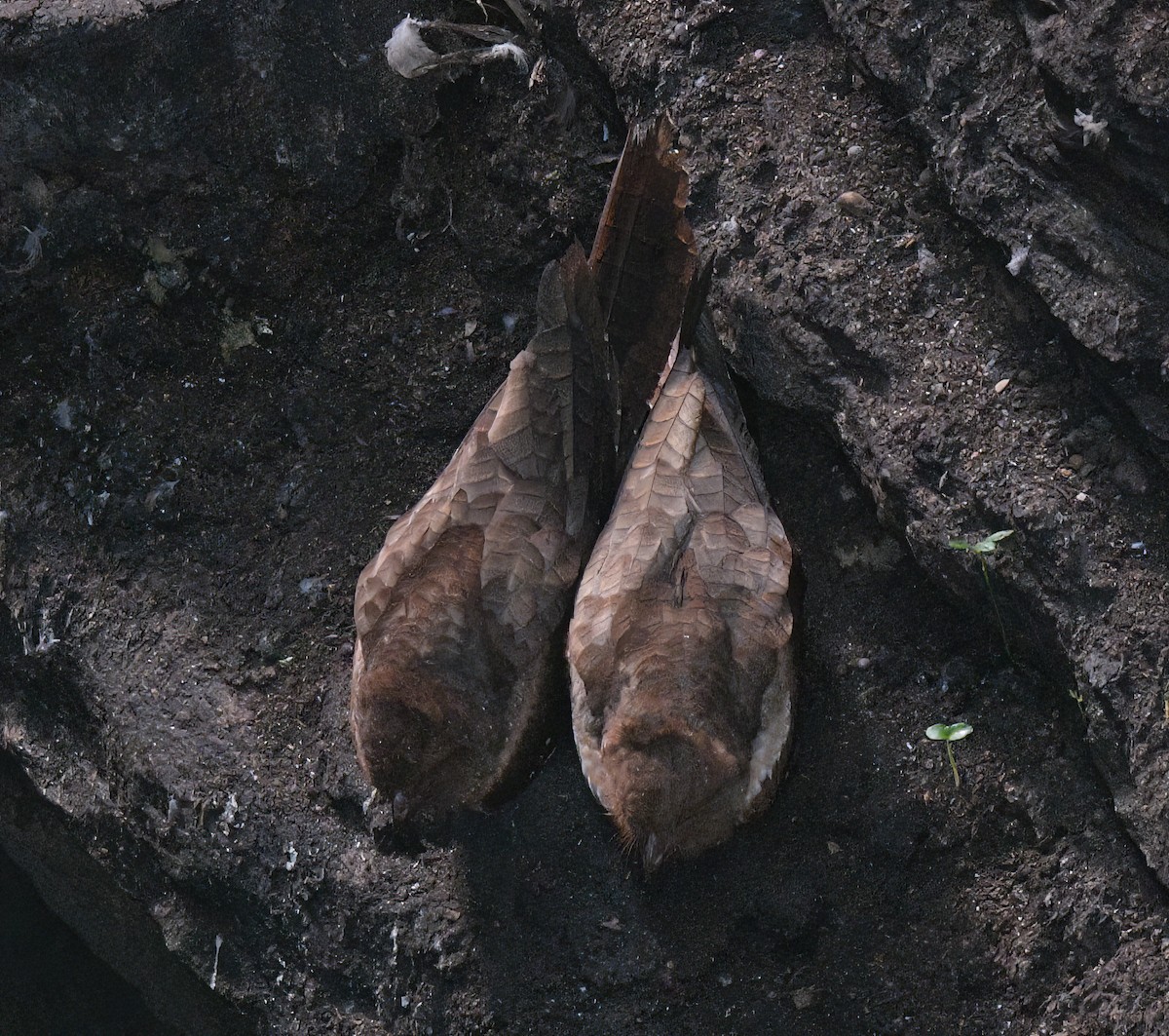 Oilbird - ML643423321