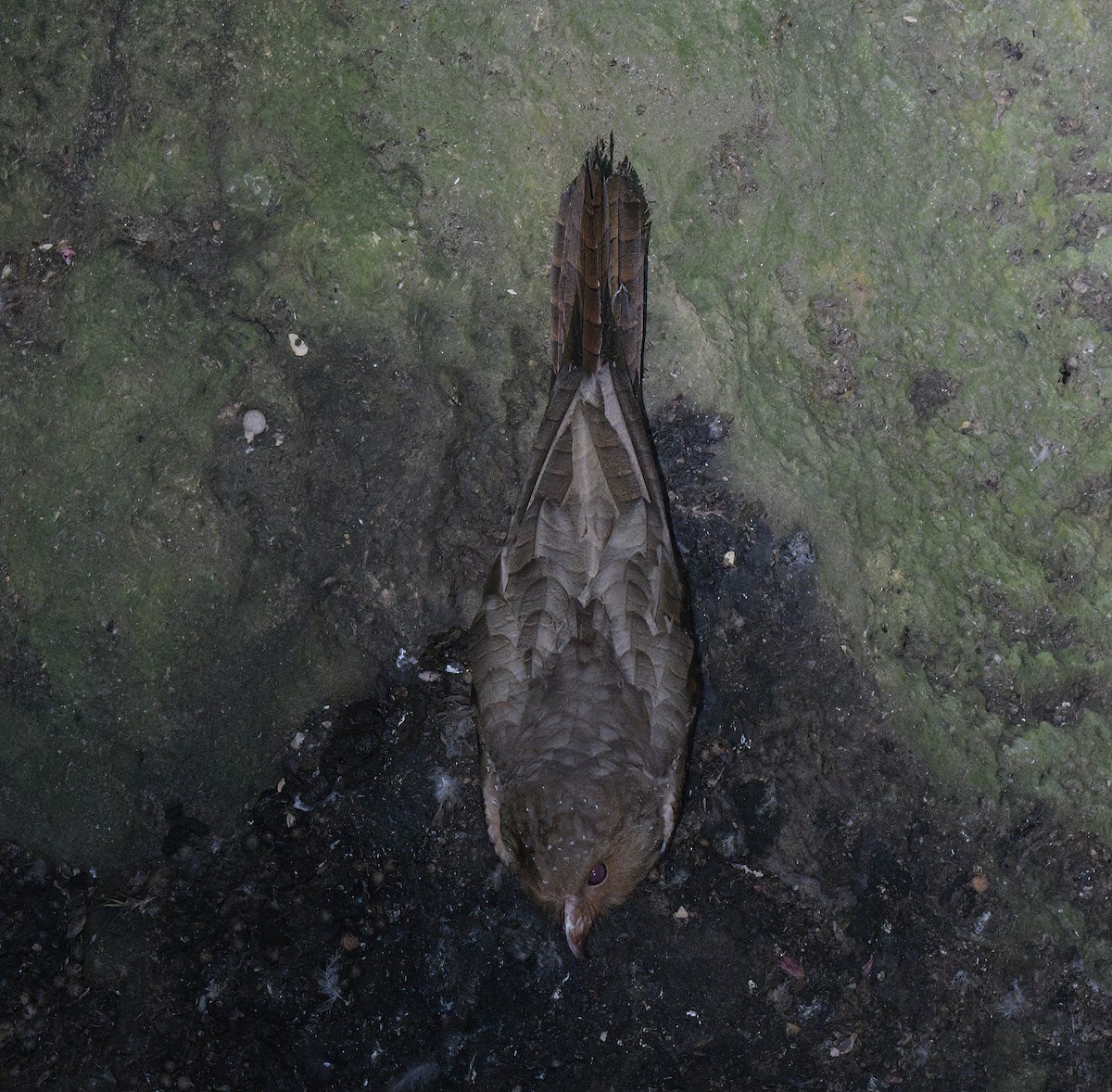 Oilbird - ML643423322