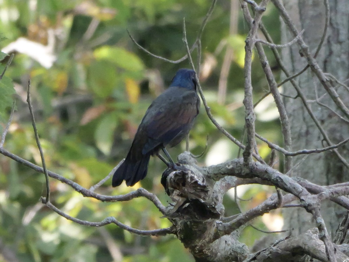 Common Grackle - ML643423325