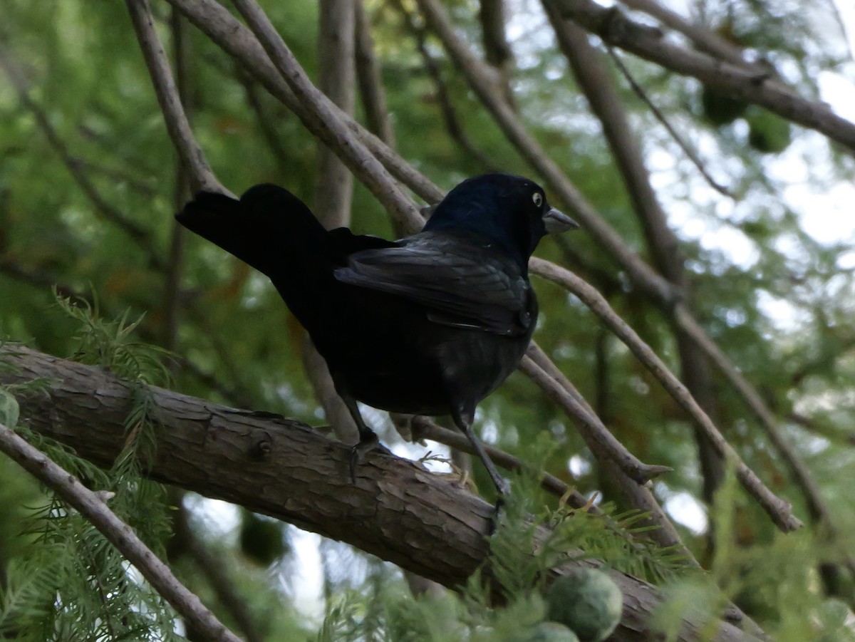 Common Grackle - ML643423326