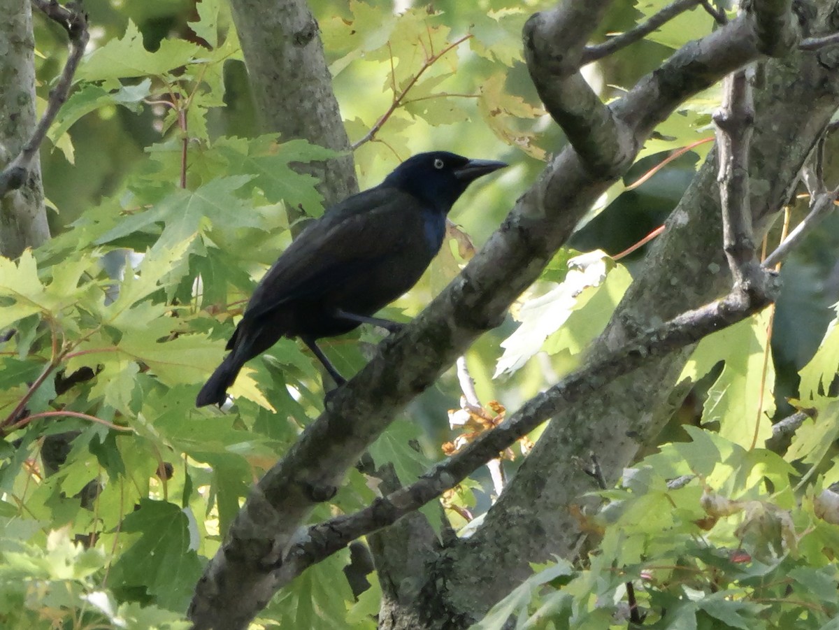Common Grackle - ML643423327