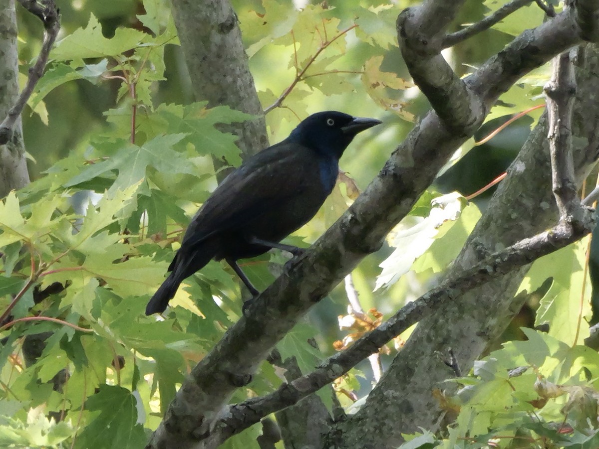 Common Grackle - ML643423328