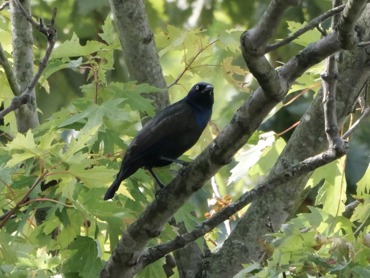 Common Grackle - ML643423329