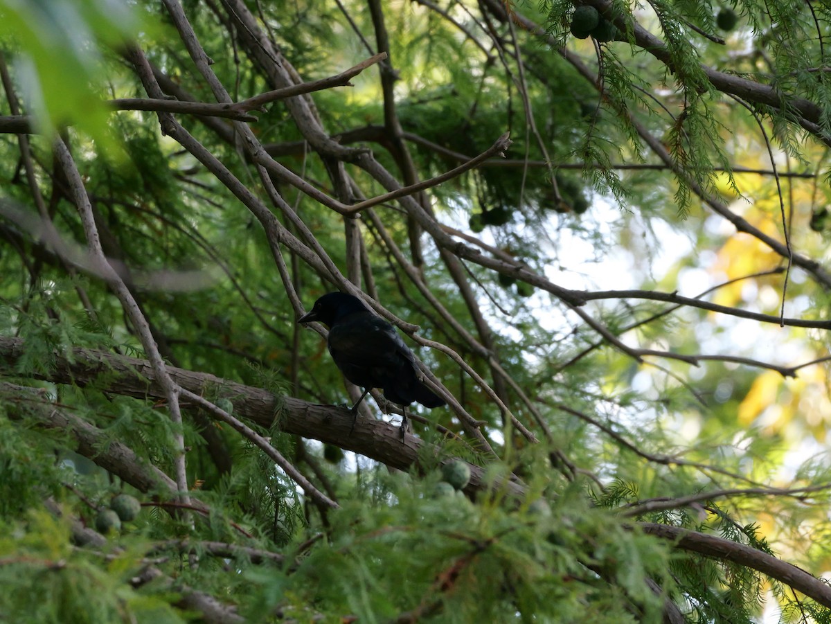 Common Grackle - ML643423330