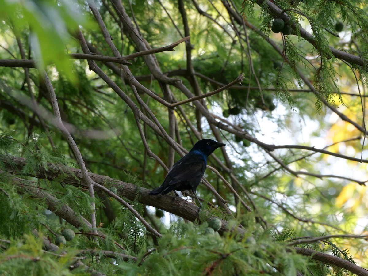 Common Grackle - ML643423332