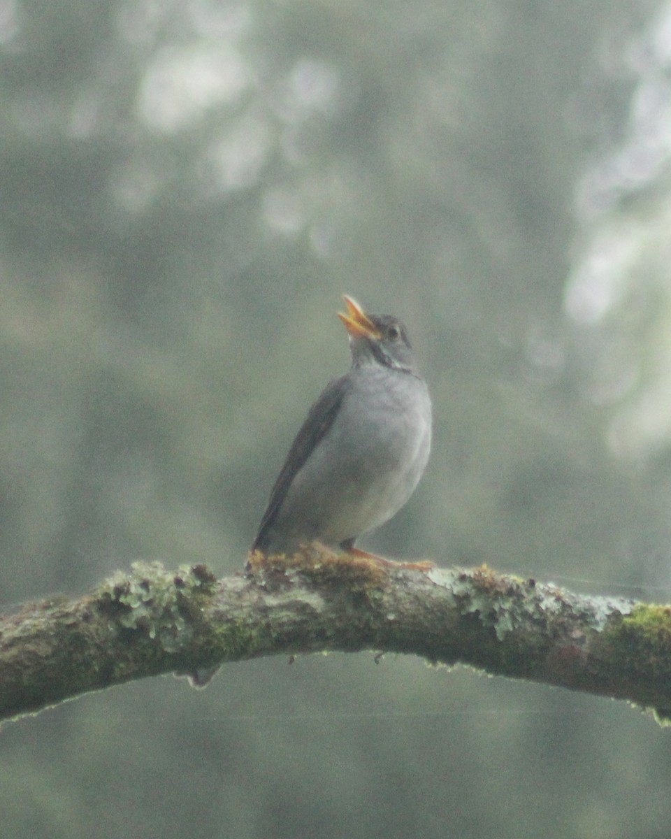 Blacksmith Thrush - ML643423335