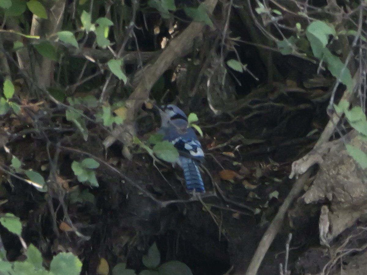 Blue Jay - ML643423336