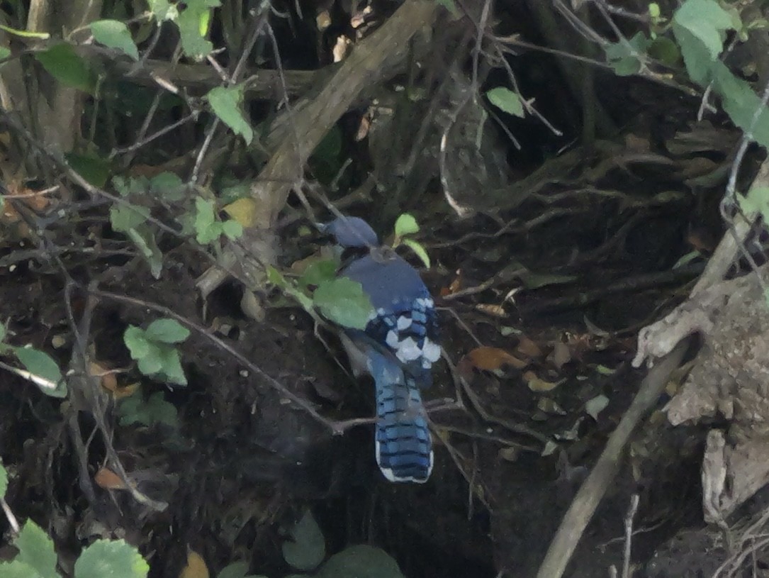 Blue Jay - ML643423337