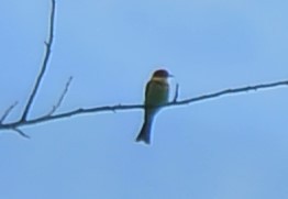 Chestnut-headed Bee-eater - ML643423339