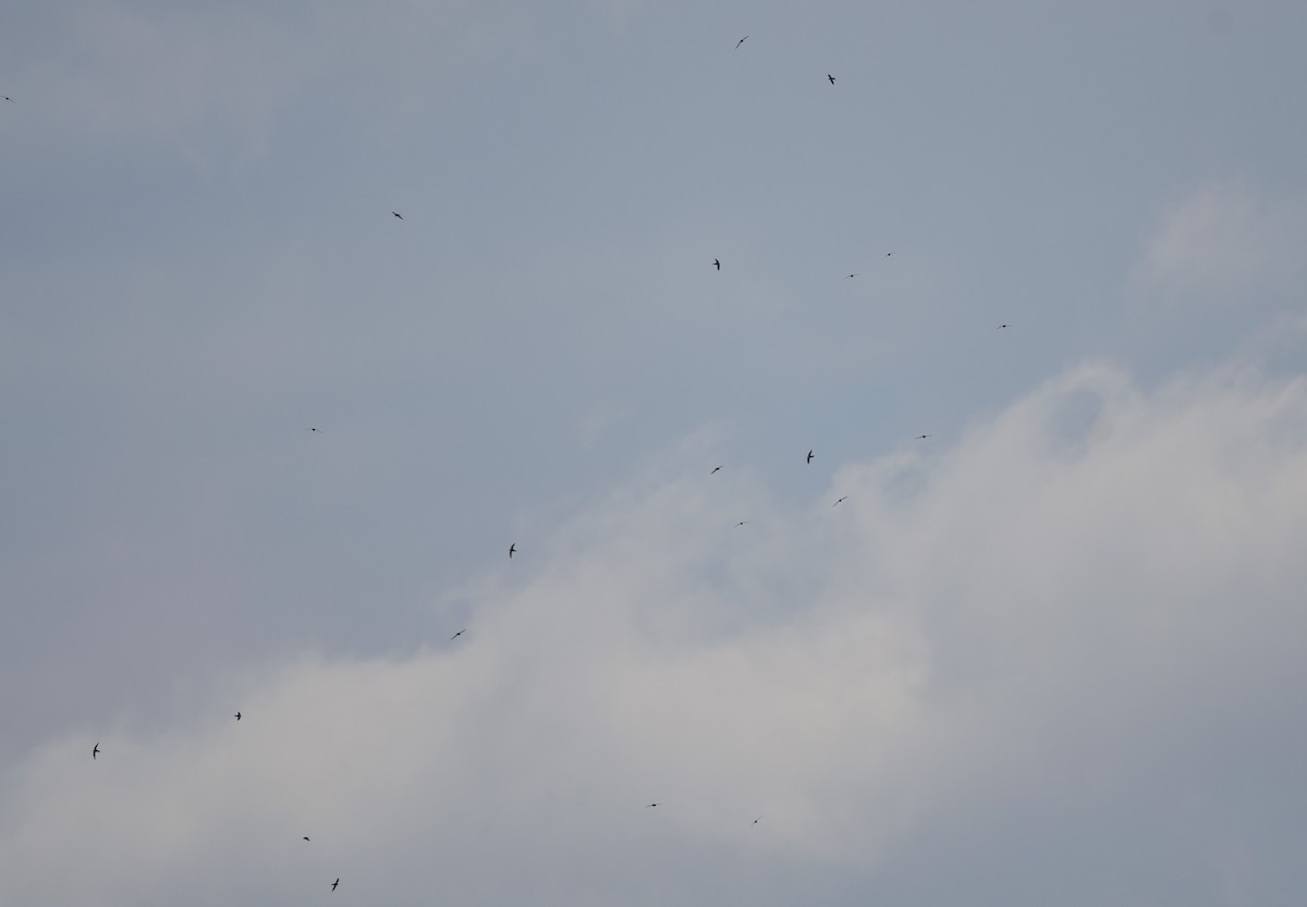 White-collared Swift - ML643423341