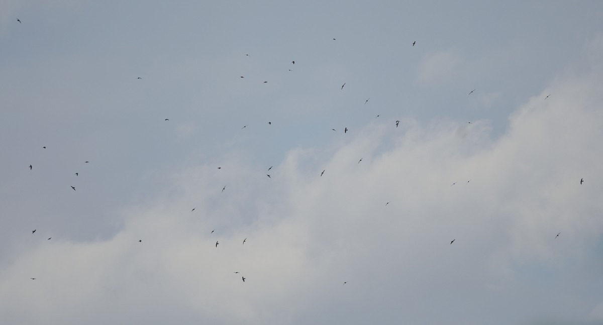 White-collared Swift - ML643423342