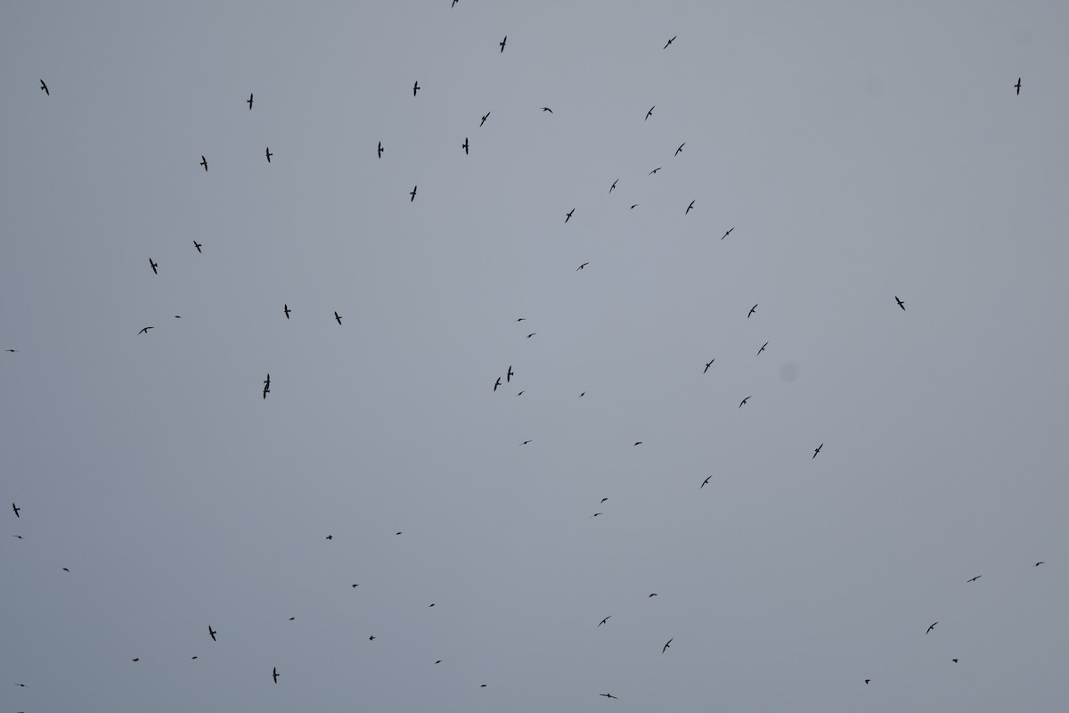 White-collared Swift - ML643423344