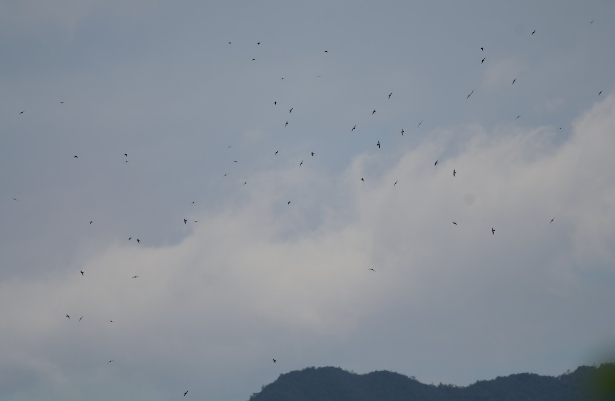 White-collared Swift - ML643423345