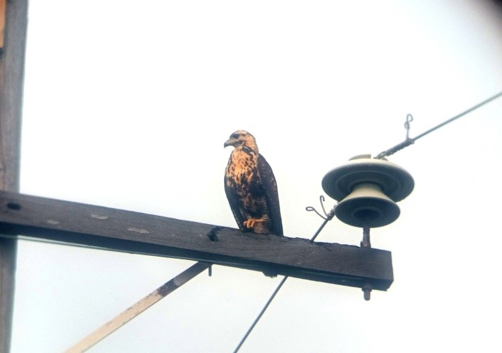 Great Black Hawk - ML643423400