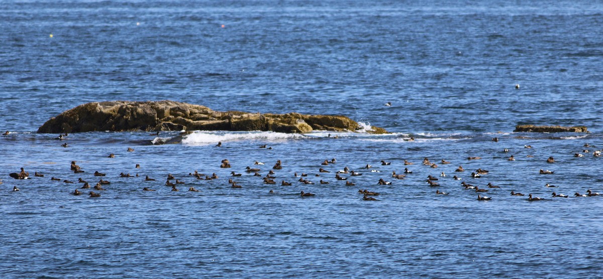 Common Eider - ML643423407