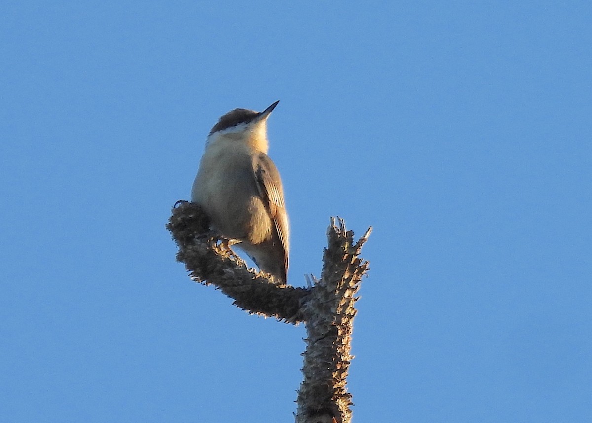 Brown-headed Nuthatch - ML643423408