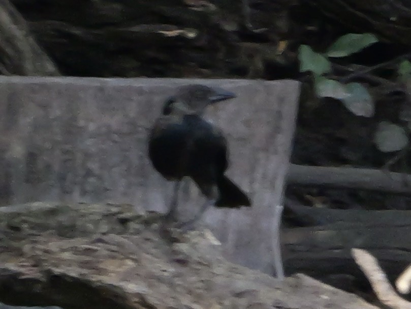 American Crow - ML643423409