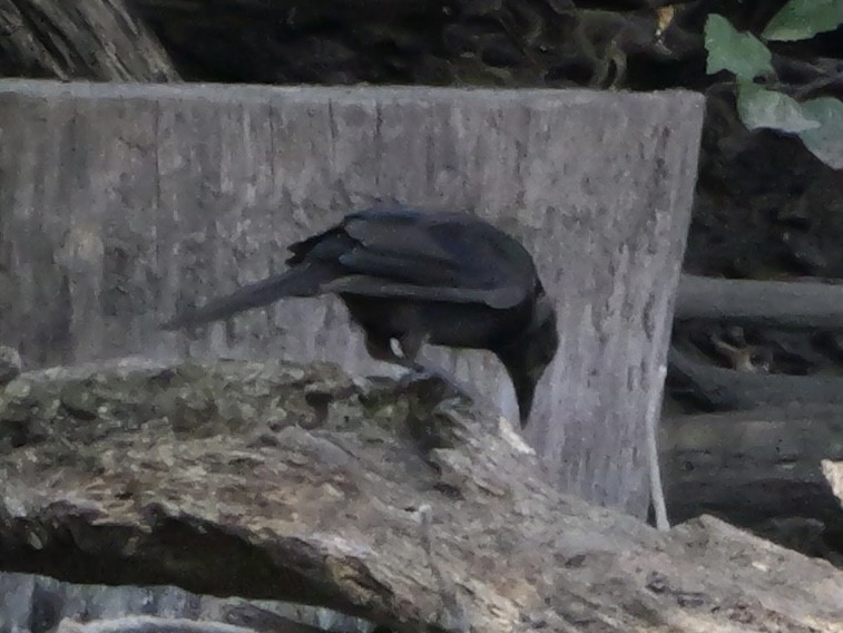 American Crow - ML643423410