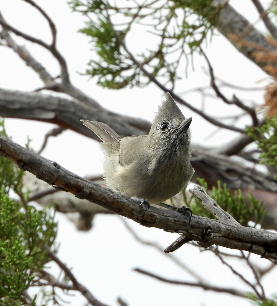 Juniper Titmouse - ML643423413