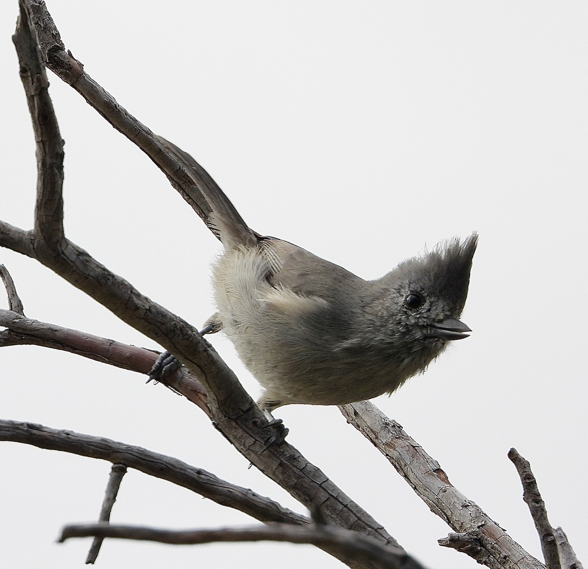 Juniper Titmouse - ML643423415