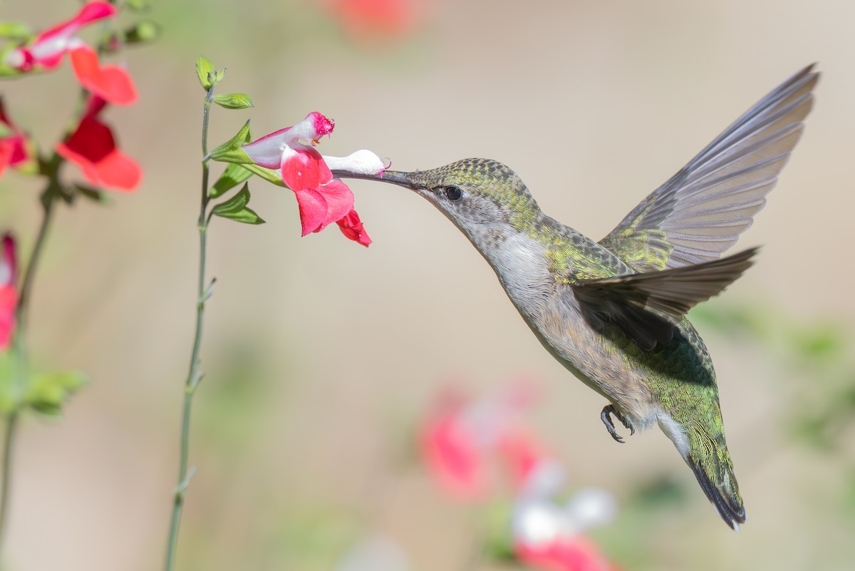 Ruby-throated Hummingbird - ML643423420