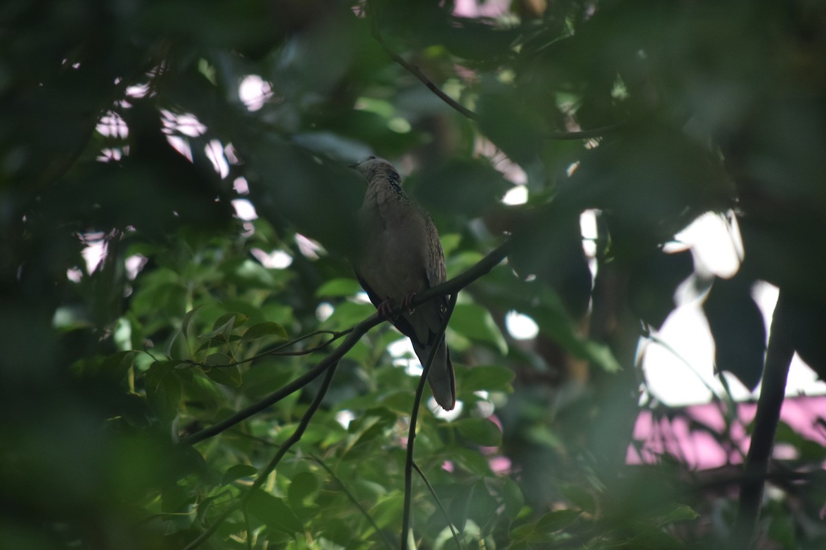 Spotted Dove - ML643423423