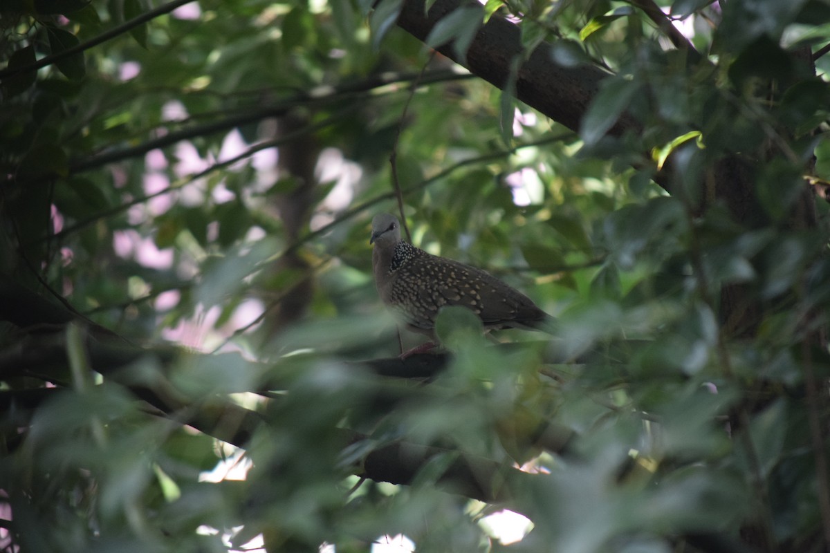 Spotted Dove - ML643423425