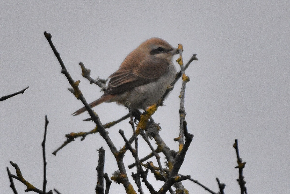 Pie-grièche brune - ML643423436
